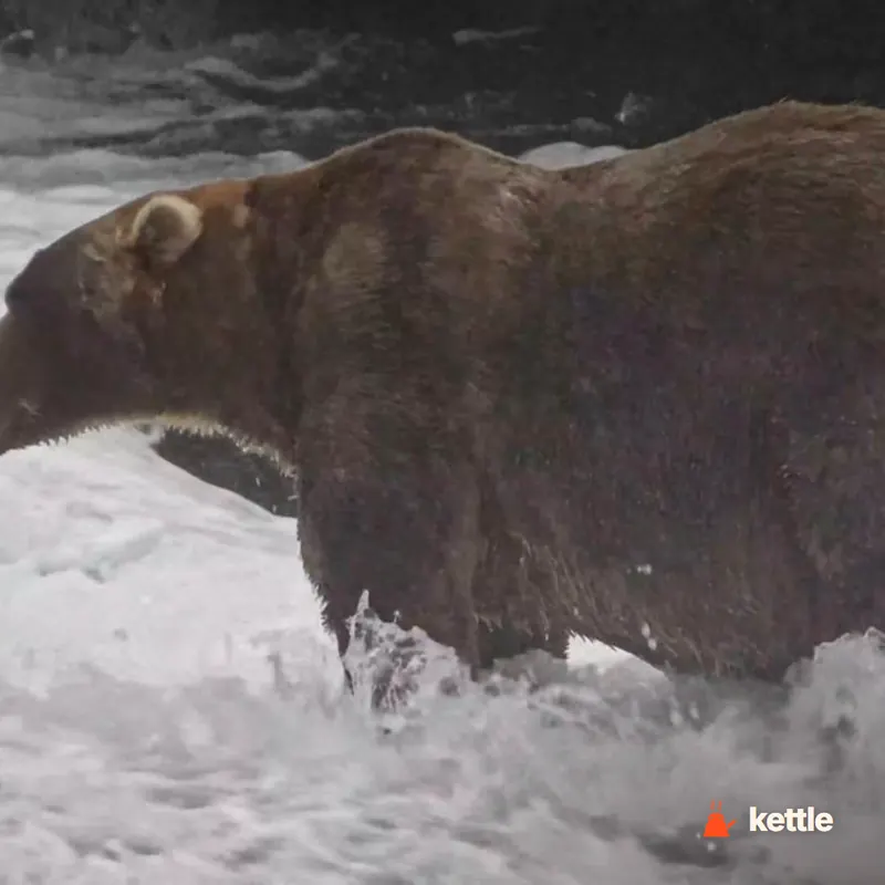 Picture for: Backpack edges past Dancing Queen to win the Fat Bear Week title